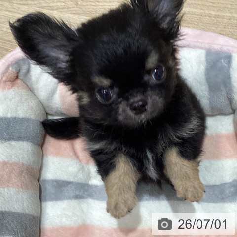 宮城県のチワワ(ロング) (ペットプラス 仙台泉大沢店/2026年4月20日生まれ/男の子/ブラックタン)の子犬の4枚目の画像