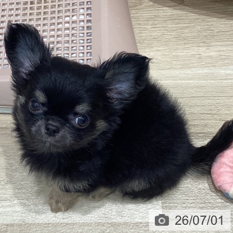 宮城県のチワワ(ロング) (ペットプラス 仙台泉大沢店/2026年4月20日生まれ/男の子/ブラックタン)の子犬の3枚目の画像