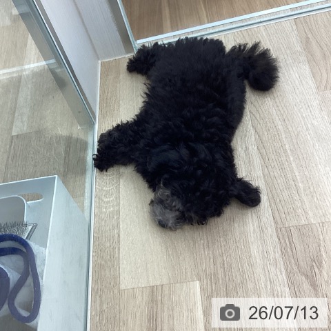 宮城県のトイプードル(トイ) (ペットプラス 仙台上杉店/2026年4月19日生まれ/男の子/グレー)の子犬の4枚目の画像