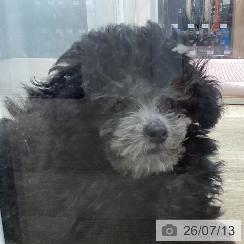 宮城県のトイプードル(トイ) (ペットプラス 仙台上杉店/2026年4月19日生まれ/男の子/グレー)の子犬の3枚目の画像