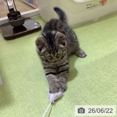 スコティッシュフォールドの写真