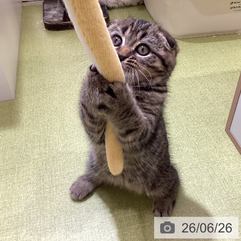 埼玉県のスコティッシュフォールド (ペットプラス 羽生店/2026年4月18日生まれ/女の子/ブラウンタビー)の子猫の3枚目の画像