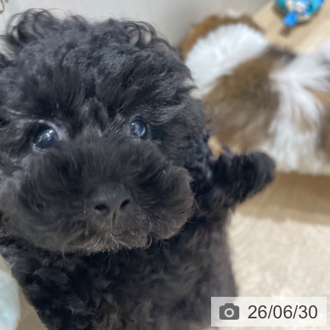 長野県のトイプードル(トイ) (ペットプラス 須坂店/2026年4月19日生まれ/男の子/ブラック)の子犬の4枚目の画像
