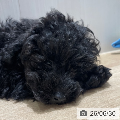 長野県のトイプードル(トイ) (ペットプラス 須坂店/2026年4月19日生まれ/男の子/ブラック)の子犬の3枚目の画像