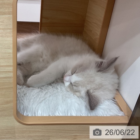 埼玉県のラグドール (ペッツワン 吉川美南店/2026年4月11日生まれ/男の子/ブルーポイントバイカラー)の子猫の3枚目の画像