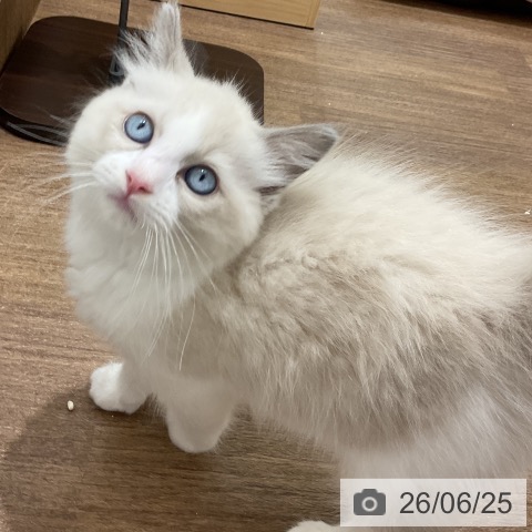埼玉県のラグドール (ペッツワン 吉川美南店/2026年4月11日生まれ/男の子/ブルーポイントバイカラー)の子猫の4枚目の画像