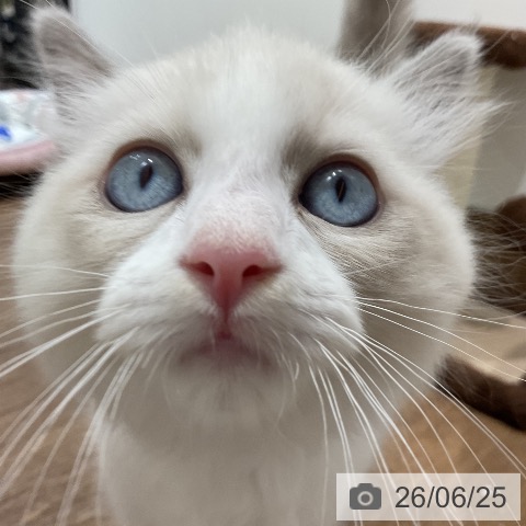 埼玉県のラグドール (ペッツワン 吉川美南店/2026年4月11日生まれ/男の子/ブルーポイントバイカラー)の子猫の3枚目の画像