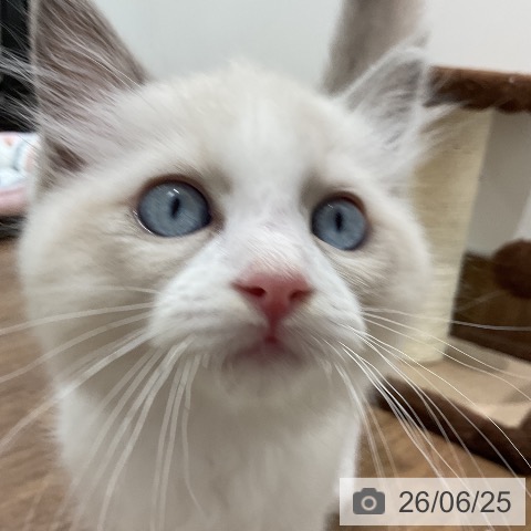 埼玉県のラグドール (ペッツワン 吉川美南店/2026年4月11日生まれ/男の子/ブルーポイントバイカラー)の子猫の4枚目の画像