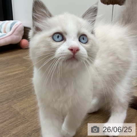 埼玉県のラグドール (ペッツワン 吉川美南店/2026年4月11日生まれ/男の子/ブルーポイントバイカラー)の子猫の3枚目の画像