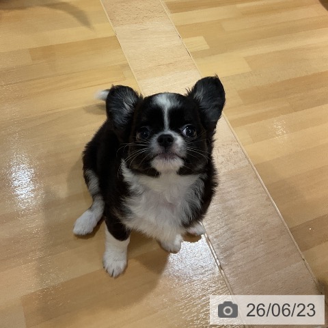 チワワの写真