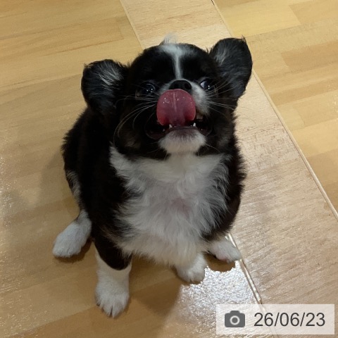 チワワの写真