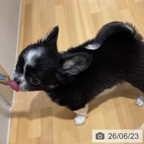 チワワの写真