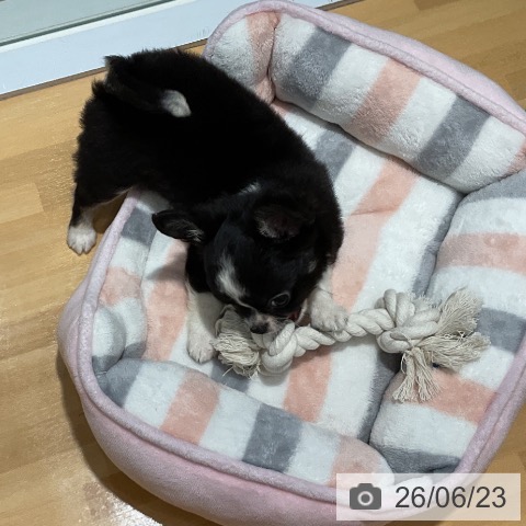 チワワの写真
