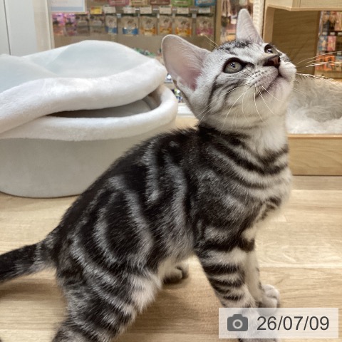 群馬県のアメリカンショートヘアー (ペットプラス 前橋店/2026年4月10日生まれ/男の子/シルバータビー)の子猫の4枚目の画像