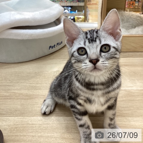 群馬県のアメリカンショートヘアー (ペットプラス 前橋店/2026年4月10日生まれ/男の子/シルバータビー)の子猫の3枚目の画像
