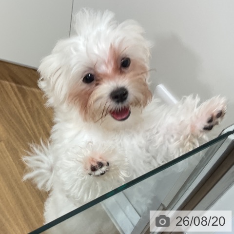 マルチーズの写真