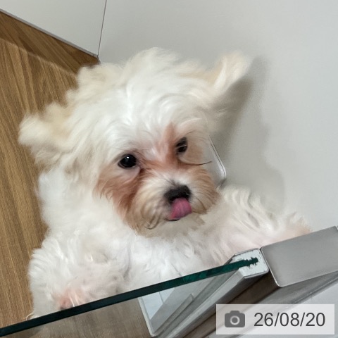 茨城県のマルチーズ (ペッツワン 阿見店/2026年4月19日生まれ/男の子/ホワイト)の子犬の4枚目の画像