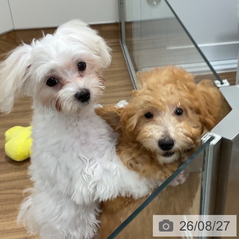 茨城県のマルチーズ (ペッツワン 阿見店/2026年4月19日生まれ/男の子/ホワイト)の子犬の4枚目の画像