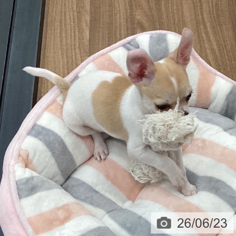 チワワの写真
