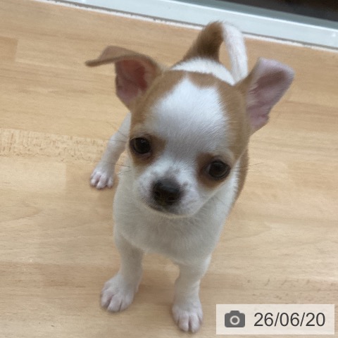 チワワの写真