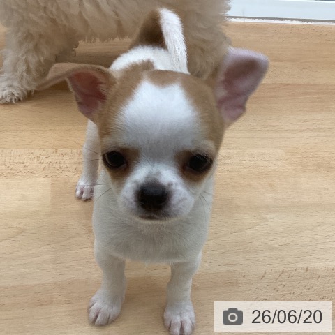 チワワの写真