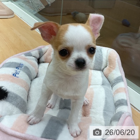 チワワの写真