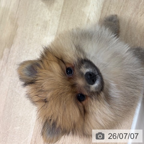 神奈川県のポメラニアン (ペットプラス ゆめが丘ソラトス店/2026年4月16日生まれ/男の子/オレンジ)の子犬の4枚目の画像