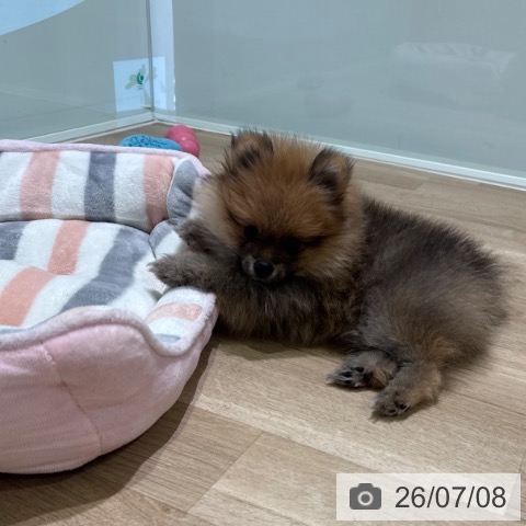 神奈川県のポメラニアン (ペットプラス ゆめが丘ソラトス店/2026年4月16日生まれ/男の子/オレンジ)の子犬の4枚目の画像