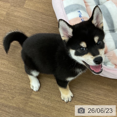 千葉県の柴犬(標準サイズ) (ペッツワン 千葉ニュータウン店/2026年4月10日生まれ/男の子/黒)の子犬の4枚目の画像