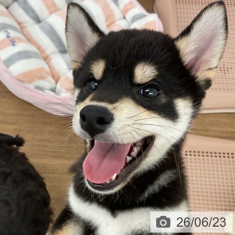 千葉県の柴犬(標準サイズ) (ペッツワン 千葉ニュータウン店/2026年4月10日生まれ/男の子/黒)の子犬の3枚目の画像