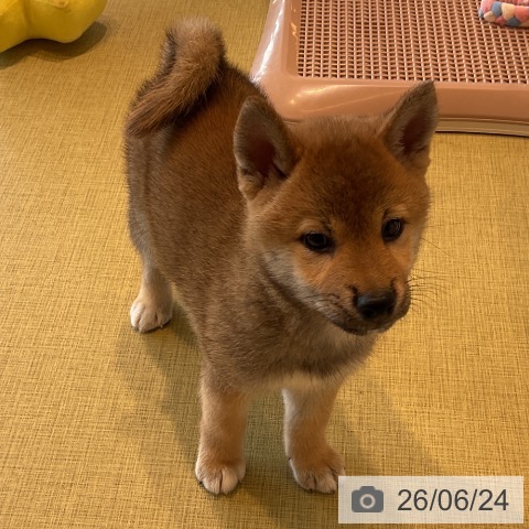福島県の柴犬(標準サイズ) (ペットプラス イオンタウン郡山店/2026年4月22日生まれ/女の子/赤)の子犬の4枚目の画像