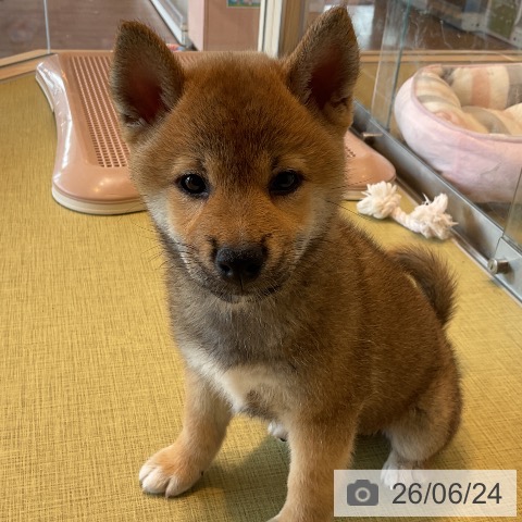 福島県の柴犬(標準サイズ) (ペットプラス イオンタウン郡山店/2026年4月22日生まれ/女の子/赤)の子犬の3枚目の画像