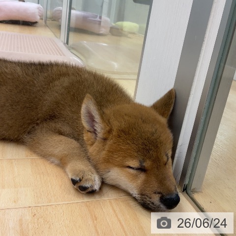 埼玉県の柴犬(標準サイズ) (ペットプラス 浦和美園店/2026年4月22日生まれ/男の子/赤)の子犬の4枚目の画像