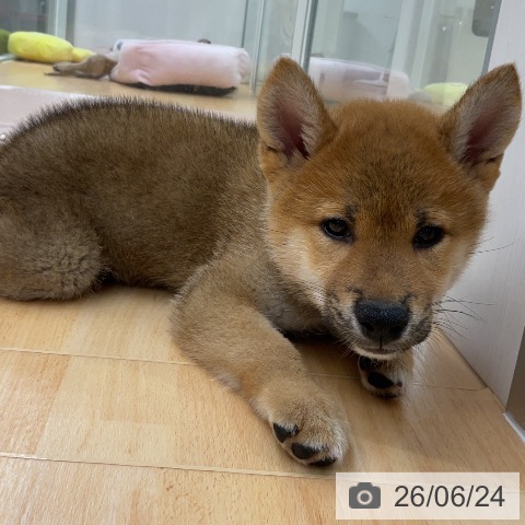 埼玉県の柴犬(標準サイズ) (ペットプラス 浦和美園店/2026年4月22日生まれ/男の子/赤)の子犬の3枚目の画像