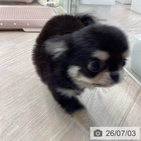 埼玉県のチワワ(ロング) (ペットプラス 川口店/2026年4月22日生まれ/男の子/ブラックタン)の子犬の4枚目の画像