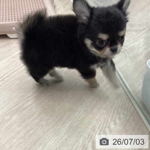 埼玉県のチワワ(ロング) (ペットプラス 川口店/2026年4月22日生まれ/男の子/ブラックタン)の子犬の3枚目の画像