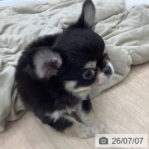 埼玉県のチワワ(ロング) (ペットプラス 川口店/2026年4月22日生まれ/男の子/ブラックタン)の子犬の3枚目の画像