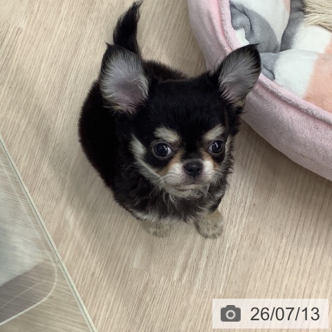 埼玉県のチワワ(ロング) (ペットプラス 川口店/2026年4月22日生まれ/男の子/ブラックタン)の子犬の3枚目の画像