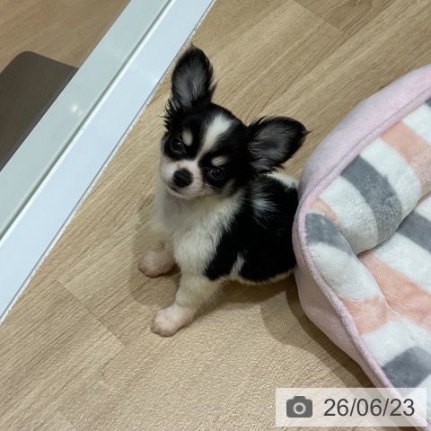 チワワの写真