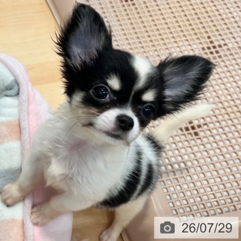 神奈川県のチワワ(ロング) (ペットプラス 海老名店/2026年4月22日生まれ/女の子/ブラックタンホワイト)の子犬の4枚目の画像