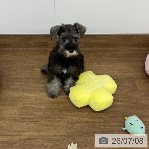 千葉県のミニチュアシュナウザー (ペッツワン 千葉ニュータウン店/2026年4月16日生まれ/男の子/ソルトペッパー)の子犬の4枚目の画像