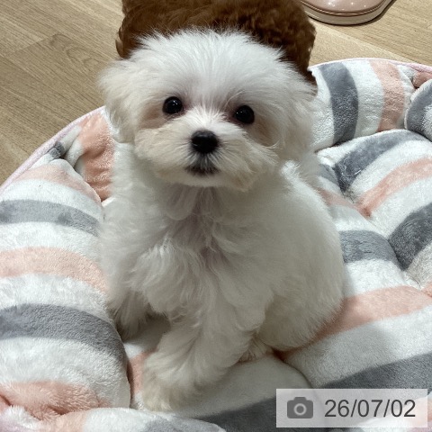 マルチーズの写真