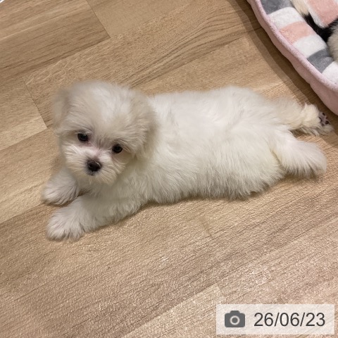 マルチーズの写真