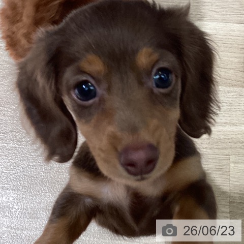 ミニチュア・ダックスフンドの写真