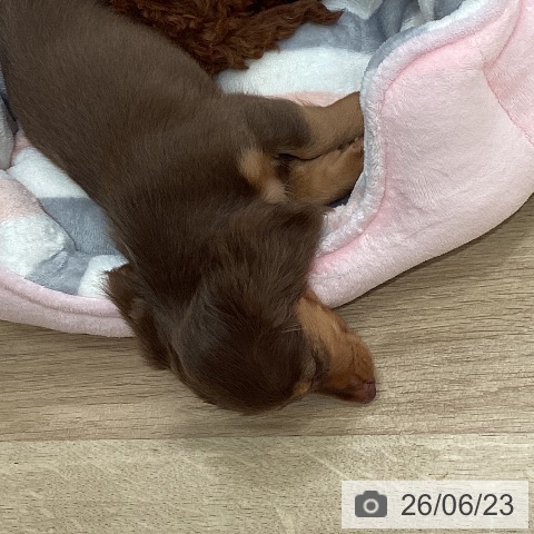 ミニチュア・ダックスフンドの写真