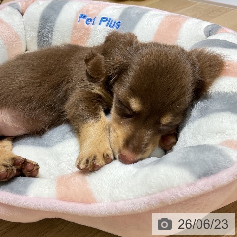 ミニチュア・ダックスフンドの写真