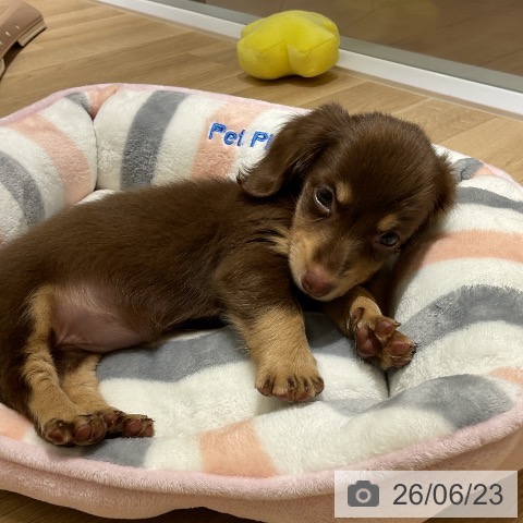 神奈川県のミニチュアダックスフンド(ロング) (ペットプラス モザイクモール港北店/2026年4月20日生まれ/女の子/チョコレートタン)の子犬の3枚目の画像