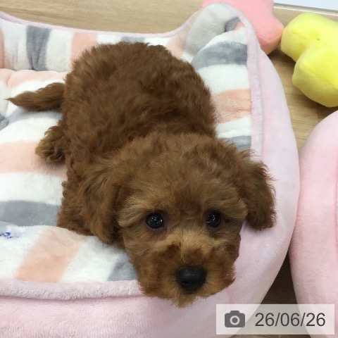 東京都のトイプードル(トイ) (ペットプラス むさし村山店/2026年4月21日生まれ/男の子/レッド)の子犬の4枚目の画像