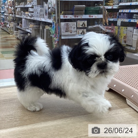 山梨県のシーズー (ペットプラス 甲府国母店/2026年4月22日生まれ/男の子/ホワイトブラック)の子犬の4枚目の画像