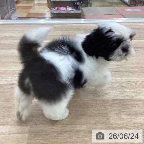 山梨県のシーズー (ペットプラス 甲府国母店/2026年4月22日生まれ/男の子/ホワイトブラック)の子犬の3枚目の画像